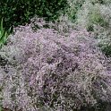Limonium latifolium fleur